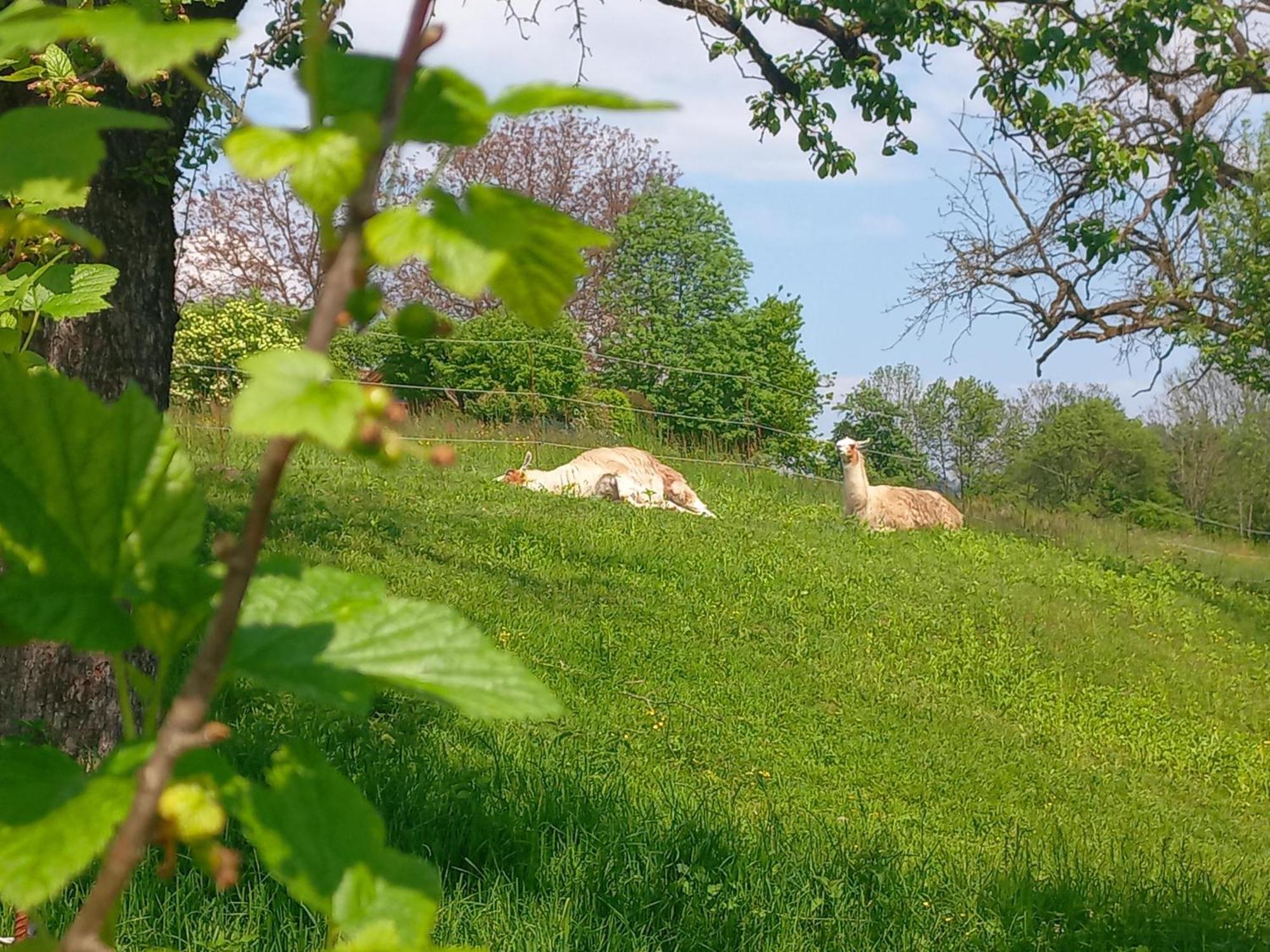 Ferienhaus Kaerntnergmiat Feldkirchen in Kärnten Dış mekan fotoğraf
